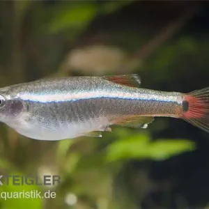 Neuheit Kardinalfisch, Tanichthys albonubes, ca. 1,5-2,5 cm