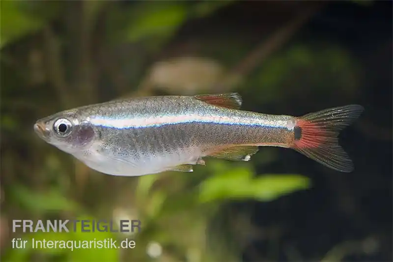 Neuheit Kardinalfisch, Tanichthys albonubes, ca. 1,5-2,5 cm
