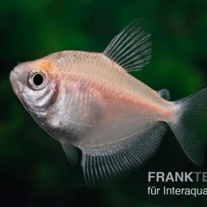 Weisser Trauermantelsalmler, Gymnocorymbus ternetzi WHITE Bestseller