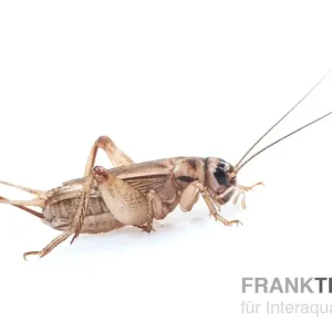 Beliebt Heimchen, klein (4), Futterinsekten ca. 80 Stück