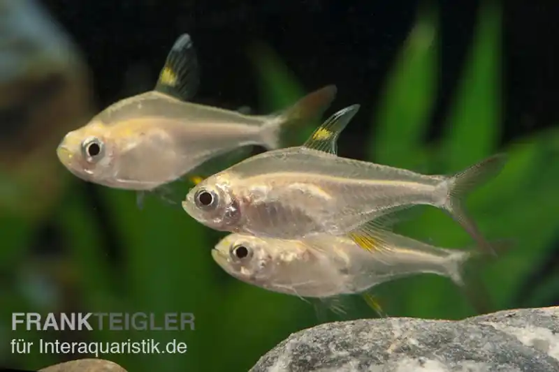 Angebot Sternflecksalmler gold, Pristella maxillaris (Minifisch)