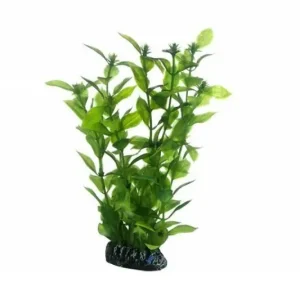 Direktkauf Hobby Hygrophila, 20 cm