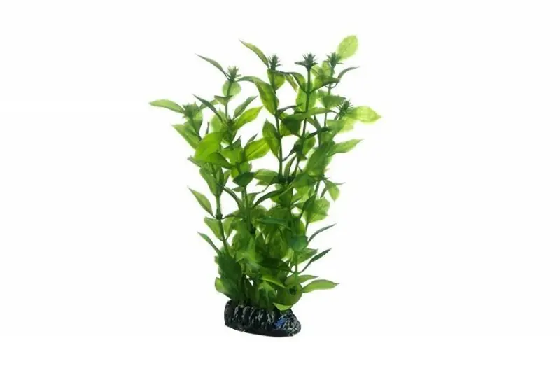 Direktkauf Hobby Hygrophila, 20 cm