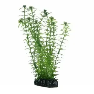 Hobby Lagarosiphon, 20 cm Super-Preis