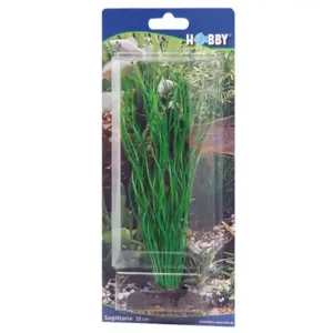 Hobby Sagittaria, 20 cm Super-Preis