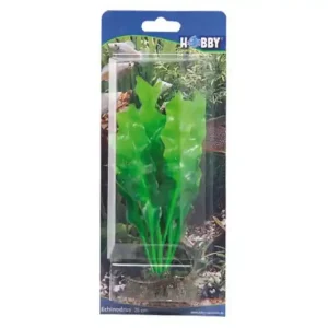 Echt Hobby Echinodorus, 20 cm