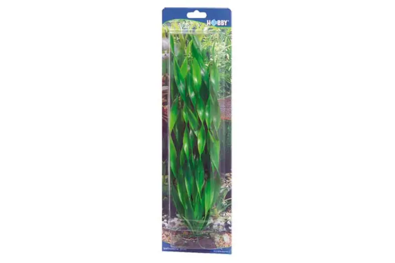 Preisknaller Hobby Vallisneria, 20 cm