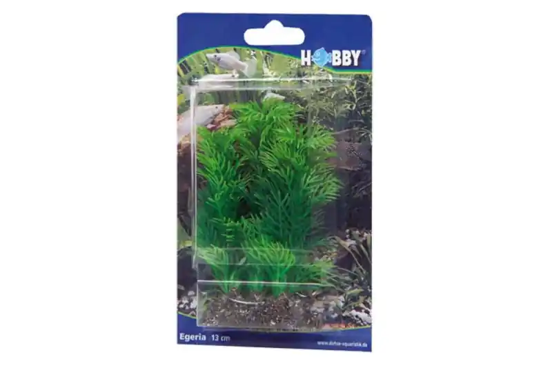 Expressversand Hobby Egeria, 20 cm