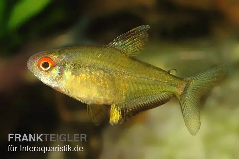 Preis Gesenkt Zitronensalmler, Hyphessobrycon pulchripinnis