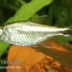 Markenprodukt Gold-Tetra, Hemigrammus rodwayi, 2-3 cm (H. armstrongi)