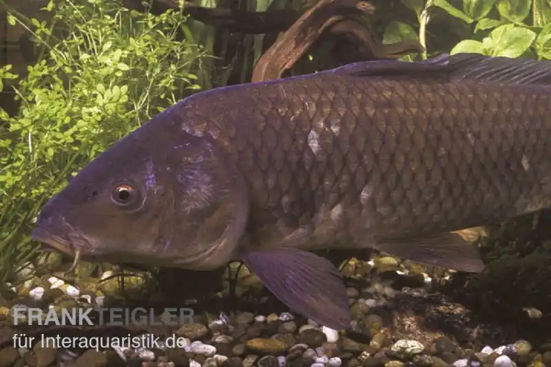 Geprüft Schuppenkarpfen, Cyprinus carpio, 10-12 cm