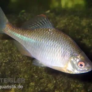 Top-Seller Bitterling, Rhodeus sericeus amarus, 4-5 cm (Kaltwasser), DNZ
