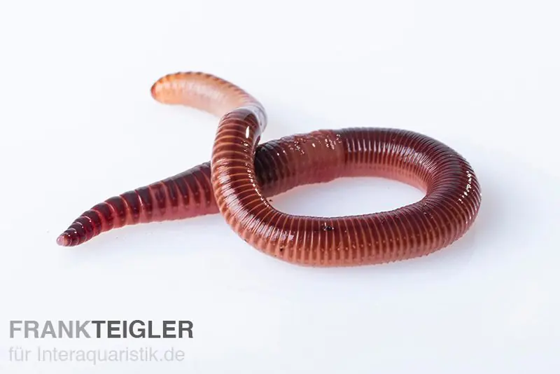 Highlight Rotwurm, Dendrobena veneta, M, 20 Stück