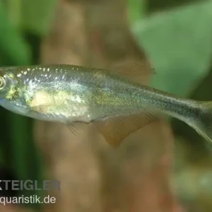 Zwergdrachenflosser, Corynopoma riisei Wochenendangebot