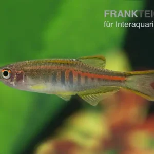 Rubinbärbling, Danio choprae Nur Heute