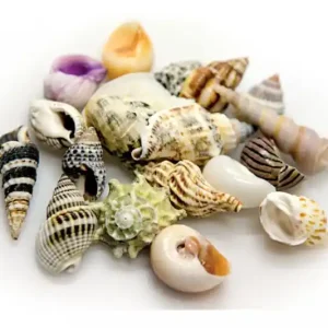 Hobby Sea Shells Set S (20 Stück) Neuheit