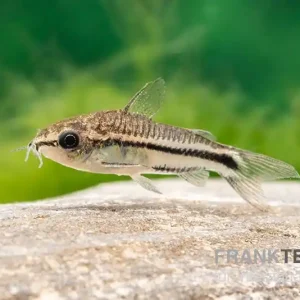 Zwergpanzerwels, Corydoras pygmaeus (Minifisch) Billig
