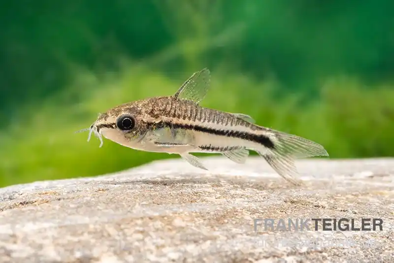 Zwergpanzerwels, Corydoras pygmaeus (Minifisch) Billig