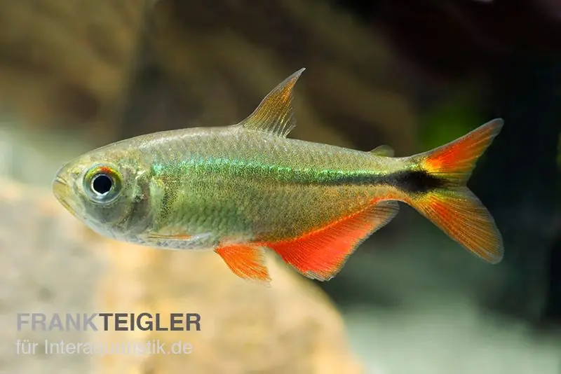 Beliebt Rautenflecksalmler, Hemigrammus caudovittatus