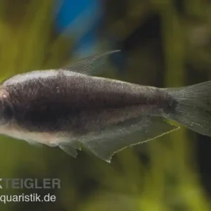 Ausverkauf Schwarzer Kaisertetra, Nematobrycon palmeri black