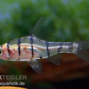 Abverkauf Achtbinden-Trugbarbe, Eirmotus octozona, 2-3 cm