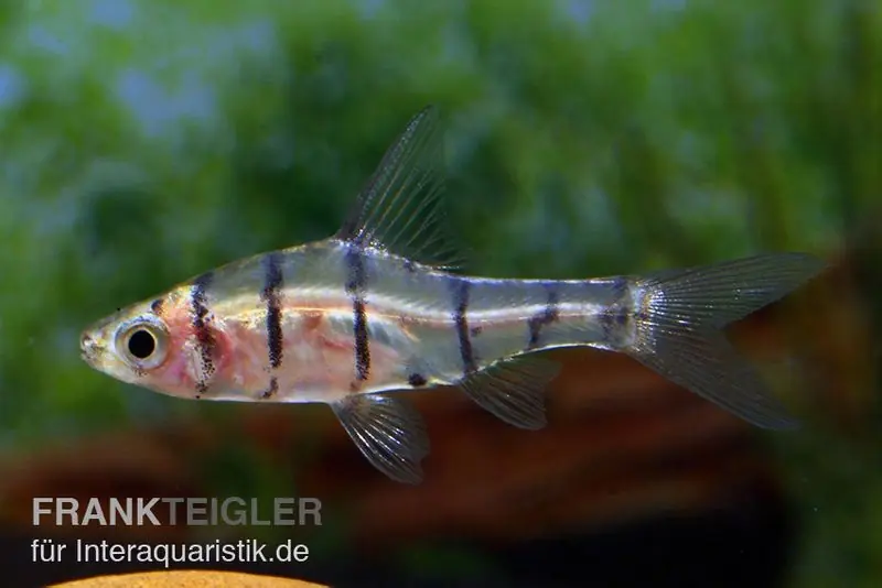 Abverkauf Achtbinden-Trugbarbe, Eirmotus octozona, 2-3 cm