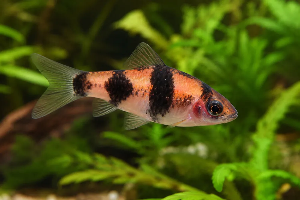 Glühkohlenbarbe, Barbus fasciatus (Haludaria/Puntius/Pethia fasciata) Billig