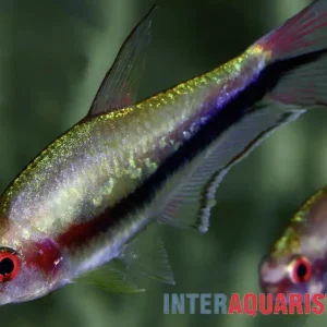 Zertifiziert Regenbogentetra, Nematobrycon lacortei