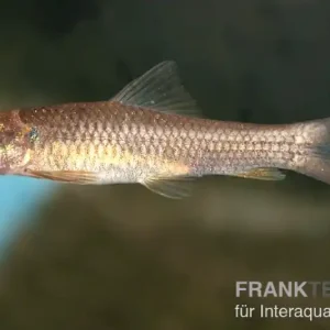Hughs Saugbarbe, Garra hughi, (Super Algenfresser) Top-Seller