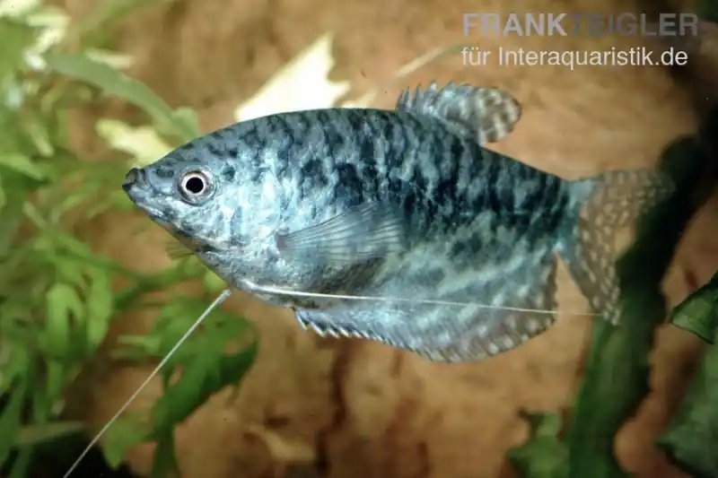 Preisknaller Marmorfadenfisch, Trichogaster trichopterus var. Marmor (Cosby)