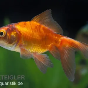Schleierschwanz rot-schwarz, Carassius auratus, 5-8 cm (Kaltwasser) Abverkauf