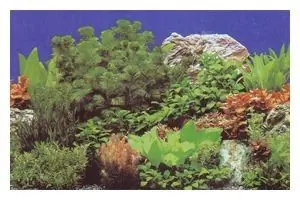 Markenware Hobby Fotorückwandzuschnitt Pflanzen 8/Marin Blue, 50 x 100 cm