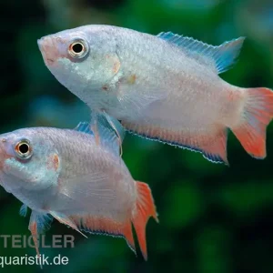 Blaue Makropode, Macropodus opercularis BLUE Begrenztes Angebot