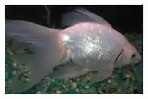 Sichere Zahlung Schleierschwanz Platinum weiß, Carassius auratus (Kaltwasser)