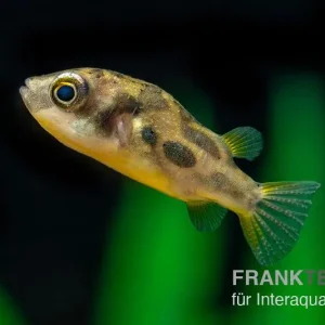 Erbsenkugelfisch, Carinotetraodon travancoricus (Minifisch) Preisknaller