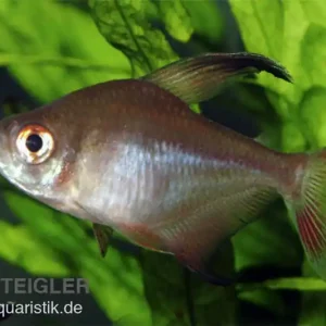 Sichelsalmler, Hyphessobrycon robertsi, 2-4 cm Sale