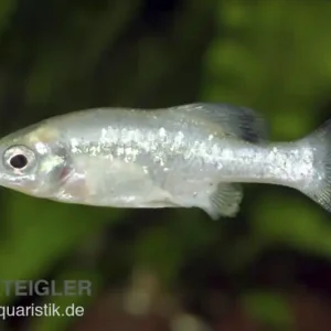 Finale Aktion Ameca-Hochlandkärpfling, Ameca splendens, 3-6 cm DNZ