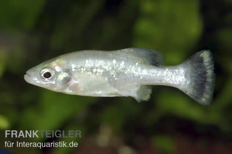 Finale Aktion Ameca-Hochlandkärpfling, Ameca splendens, 3-6 cm DNZ