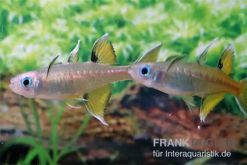 Schmetterling-Regenbogenfisch, Pseudomugil signifer Aktuell