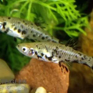 Rabatt Gefleckter Kaudi, Phalloceros caudimaculatus