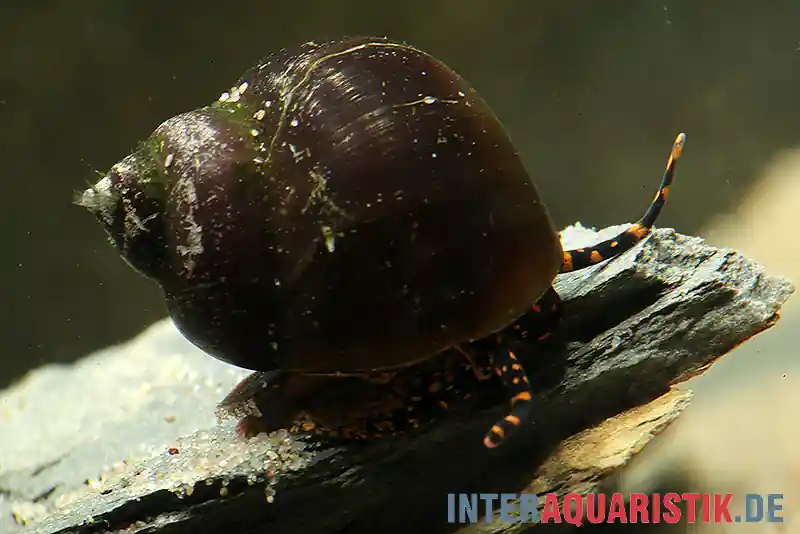Blue Berry Snail, Notopala sp. Neue Ware