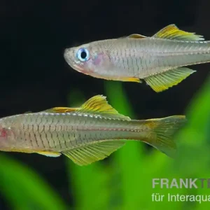 Ivantsoff's Blauauge, Pseudomugil ivantsoffi Rabatt