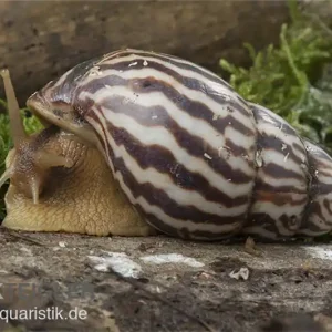 Flammende Hausschnecke, Limicolaria flammea Schneller Versand