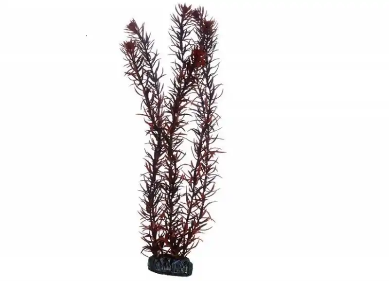 Hobby Eusteralis, 39 cm Sofort Bestellen