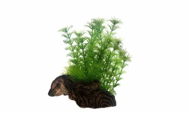 Hobby Flora Root 3, 17 cm Preiswert