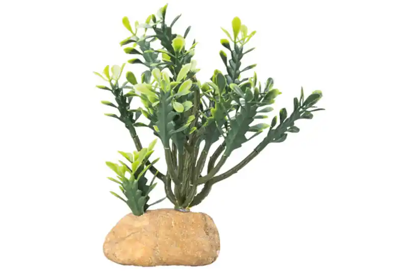 Garantierte Lieferung Hobby Euphorbia M, Kunstpflanze
