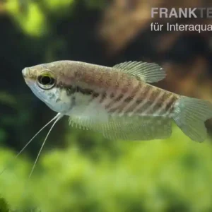 Schlangenhautfadenfisch, Trichogaster pectoralis Jetzt Kaufen