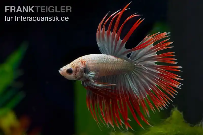 Neu Crown Tail Kampffisch Red Copper, Männchen, Betta splendens