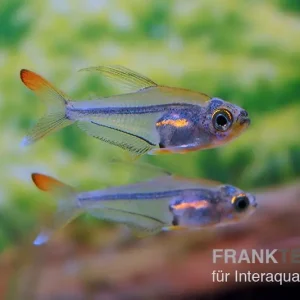 Expressversand Orangeflossen-Glassalmler, Trochilocharax ornatus