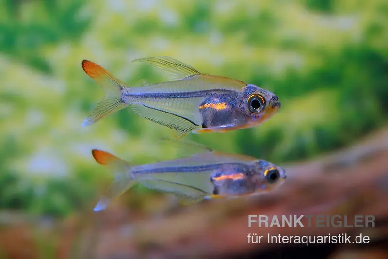 Expressversand Orangeflossen-Glassalmler, Trochilocharax ornatus